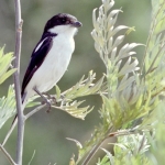 Common-Fiscal-Shrike500