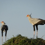 Delta secretary birds on the nest