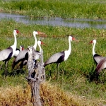 Delta-wattled-cranes-7re72