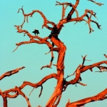 Fish-eagle-Okvango-tree72