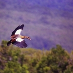 Flying-Egyptian-Goose-crop-72