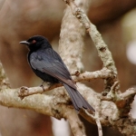 Fork-tailed-drongo-3-re-72
