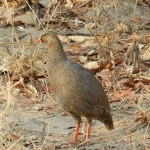 HWange-red-bill-francloin-good-72