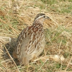 Hwange-crested-francolin-72
