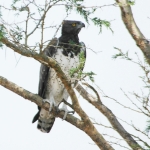 Martial-eagle-1500