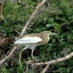 Squacco-heron-72