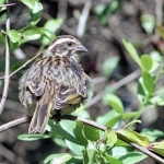 Streaky-Seedeater500