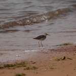 UWEC-sandpiper-72
