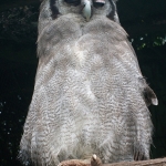 Verrauxs-Eagle-Owl-re-72