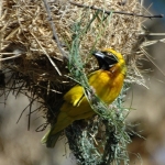 Vitelline-masked-5-crop-72