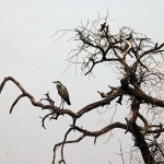 Ziwa-black-headed-heron-72