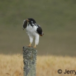 Augur buzzard and a rat, Timau, Kenya