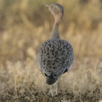 b-bellied-bustard500