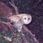 barn-owl-Ugandare72