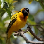 begging-black-headed-weavercrop-72