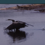 black-egret-500