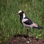 black-smith-plover-crop-72