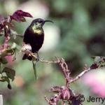 bronze-sunbird-500