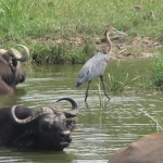 buff-purple-heron500