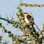 buffalo-weaver-crop-72