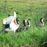cormorants-Ibis-wing-72