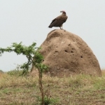 crop-vulture-termite-1-500