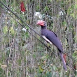 crowned-hornbill1re72