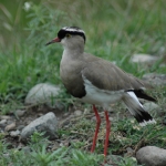 crowned-lapwing-500