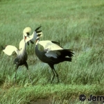 dancing-cranes500