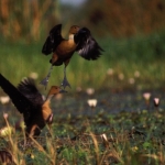 ducks-fulvous500