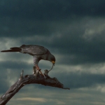 Eastern chanting Goshawk. Tsavo East NP