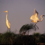 egrets-2-yellowbilled-500