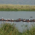 egrets-on-hipo-nile500_2