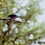 european-roller-fly500