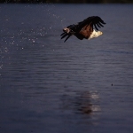 fish-eagle-and-water-drops-72-crop