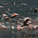flamingo-fly-both-spp500