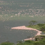 Flamingos on the shoreline at Lake Baringo, Kenya