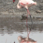 flamingo-katwecrop500