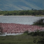 flamingo-mass500