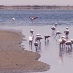 flamingoes-walvis-bay500