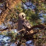 giant-eagle-owl-juvenille500