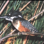 giant-kingfisher-72