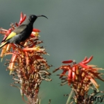 golden-winged-4crop500