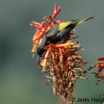 golden-winged-5crop500