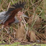 goliath-heron-flaps72