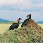 Ground Hornbills courting at a termite mound. Masai Mara, Kenya