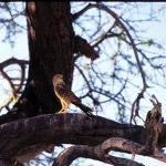 greater-kestrel-2-crop-re-72