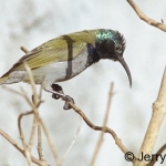 green-headed-500
