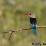 Grey-headed Kingfisher