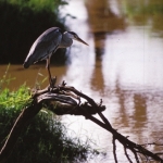 grey-heron-re500